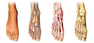 Anatomie voeten